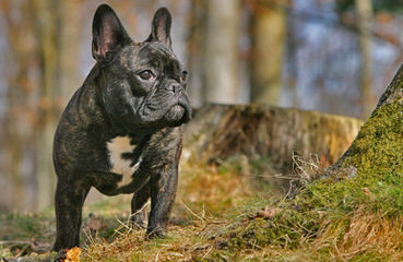 Blue Sky Puppies Clearwater - Dog Breeders