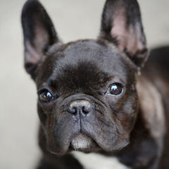 Rodbulls French Bulldogs - Dog Breeders