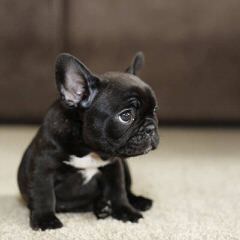 French Bulldog Pied For Stud - Dog and Puppy Pictures