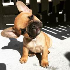 Action Alet French Bulldog - Dog and Puppy Pictures