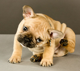 French Bulldog Stud-Orlando, Fl - Dog and Puppy Pictures