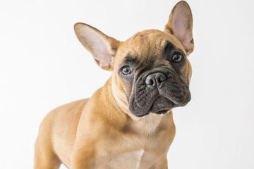 Umpqua Valley Kennels Llc, French Bulldogs - Dog Breeders