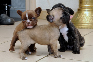 Action Alet French Bulldog - Dog and Puppy Pictures