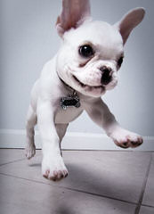 Designer French Bulldogs - Dog Breeders