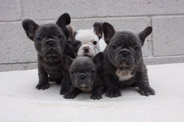 exquisitefrenchbulldogspuppies - Dog and Puppy Pictures