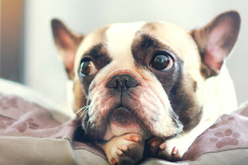 Smug Mug French Bulldog - Dog Breeders