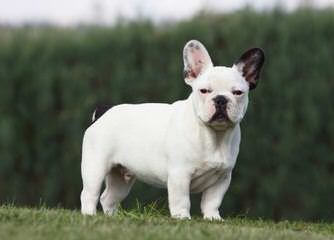 Top Quality Bull Terriers From - Dog Breeders