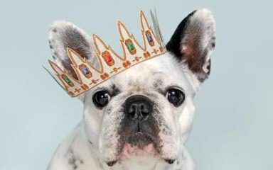 Ch Line Bullies Available - Dog Breeders