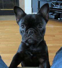 Action Alet French Bulldog Puppy - Dog Breeders