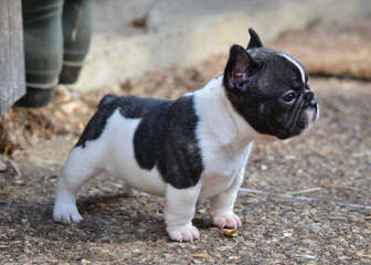 French Bulldog Pied For Stud - Dog Breeders