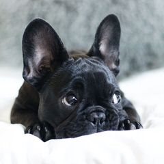 Fantastic Frenchies - Dog Breeders