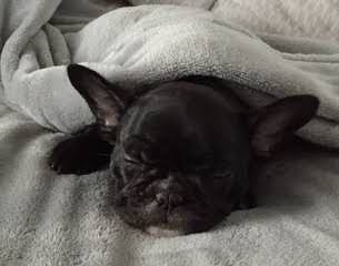 Funtimes French Bulldogs - Dog and Puppy Pictures