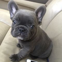 Cream French Bulldog Puppy For Sale - Dog and Puppy Pictures