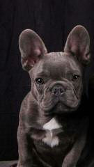 Ch Line Bullies Available - Dog and Puppy Pictures