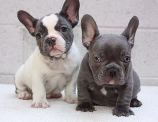 Beantown Frenchies - Dog Breeders