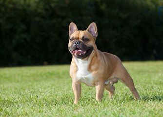 Frustyle Frenchies Russia - Dog Breeders