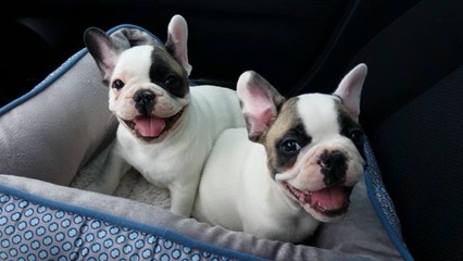 Abri French Bulldogs - Dog Breeders