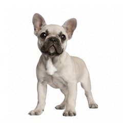 Frustyle Frenchies Russia - Dog and Puppy Pictures