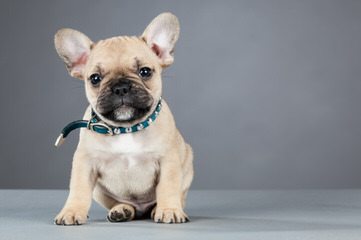 French Bulldogs - Dog Breeders