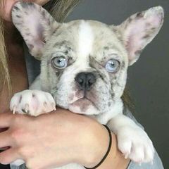 Beautiful Female French Bulldog For Sale - Dog Breeders