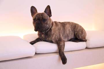 Puppy Love French Bulldogs - Dog Breeders