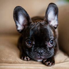 Frenchies 2 Luv - Dog and Puppy Pictures