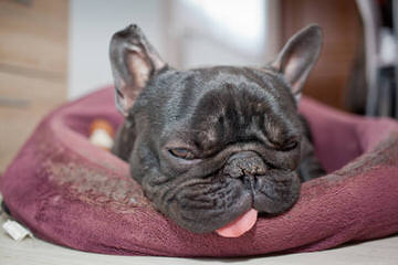 Smug Mug French Bulldog - Dog Breeders