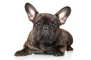 Designer French Bulldogs - Dog Breeders