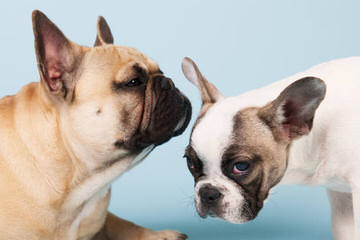 Puppy Love French Bulldogs - Dog and Puppy Pictures