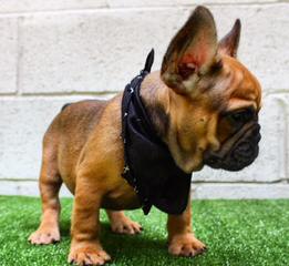 Smug Mug French Bulldog - Dog and Puppy Pictures