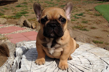 Divandachs Kennel – French Bulldog - Dog and Puppy Pictures