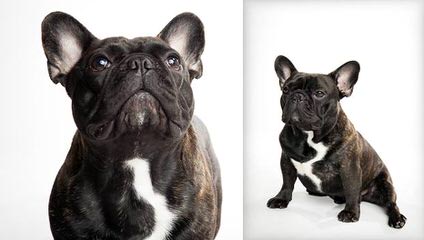 Puppy Love French Bulldogs - Dog Breeders