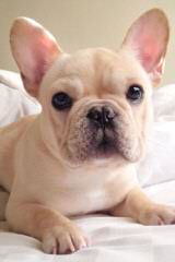 Umpqua Valley Kennels Llc, French Bulldogs - Dog and Puppy Pictures