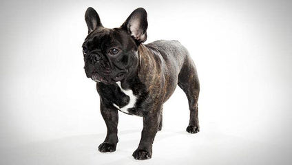 Funtimes French Bulldogs - Dog Breeders