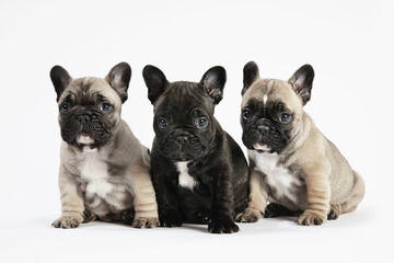 French Bulldog Puppies - Dog and Puppy Pictures