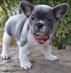 French Bulldog Pied For Stud - Dog and Puppy Pictures