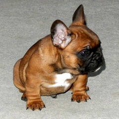 Ch Line Bullies Available - Dog and Puppy Pictures