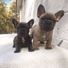 Action Alet French Bulldog Puppy - Dog Breeders