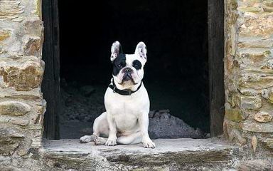 Umpqua Valley Kennels Llc, French Bulldogs - Dog Breeders