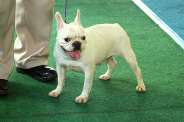 Ch Line Bullies Available - Dog Breeders