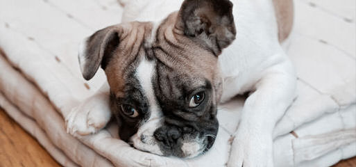 Rodbulls French Bulldogs - Dog Breeders