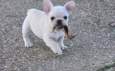 Maximumbull English & French Bulldogs 24 Years Of Breeding Exceptionnel Dogs - Dog Breeders