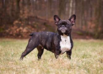 ANIMA CANIS – French Bulldog Kennel - Dog Breeders