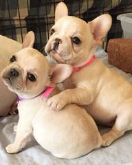 Funtime French Bulldogs - Dog Breeders