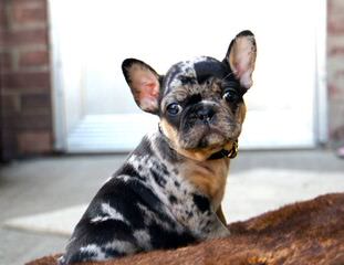 Friendly Frenchies - Dog Breeders