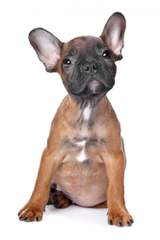 Umpqua Valley Kennels Llc, French Bulldogs - Dog and Puppy Pictures