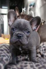 Fantastic Frenchies - Dog Breeders