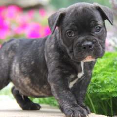 Outstanding Quality English & French Bulldog Puppies - Dog and Puppy Pictures