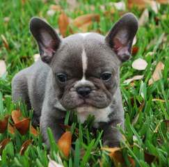 Beautiful Female French Bulldog For Sale - Dog Breeders