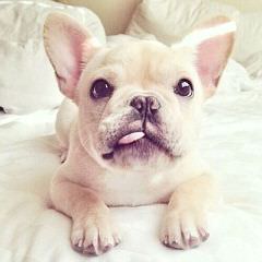 Puppy Love French Bulldogs - Dog Breeders